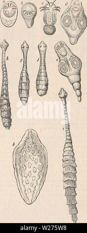 Archivio immagine dalla pagina 41 della encyclopaedia - Wikizionario di anatomia e Foto Stock