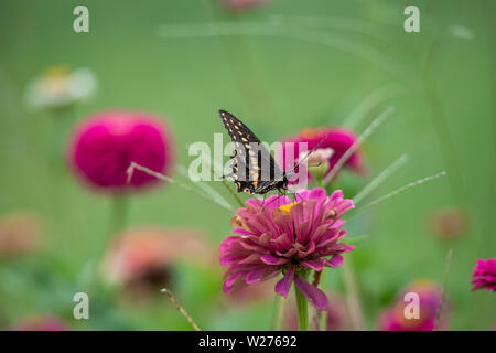Un nero a farfalla a coda di rondine con colorazione giallo-nera in un giardino pieno di viola, rosa, rosso e arancio fiori zinnia Foto Stock