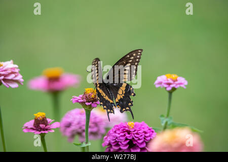 Un nero a farfalla a coda di rondine con colorazione giallo-nera in un giardino pieno di viola, rosa, rosso e arancio fiori zinnia Foto Stock