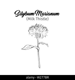 Cardo in bianco e nero illustrazione. Silybum marianum l'iscrizione. Impianto omeopatico per il trattamento del fegato. Botanico di disegno a mano libera. Spinoso inciso di fiori selvaggi blossom. Poster elemento di design Illustrazione Vettoriale