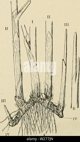 Immagine di archivio da pagina 248 del Dansk plantevaekst (1906) Foto Stock