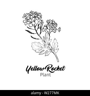 Barbarea vulgaris blossom freehand illustrazione vettoriale. Fioritura estiva impianto di miele bianco e nero contorno. Bittercress, giallo fiori a razzo il disegno inciso. Poster elemento di design Illustrazione Vettoriale