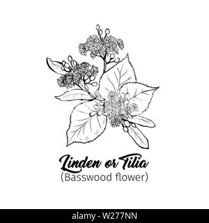I fiori di tiglio freehand illustrazione vettoriale. Tilia, basswood, impianto di miele bianco e nero sketch. Aromatico tè calmante ingrediente, porre rimedio a base di erbe. Botanical incisi ramo dell'albero. Poster elemento di design Illustrazione Vettoriale