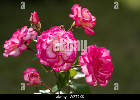Un'immagine rosa rossa in una boccola nel giardino di casa, outdoor, offuscata sfondo verde. Foto Stock