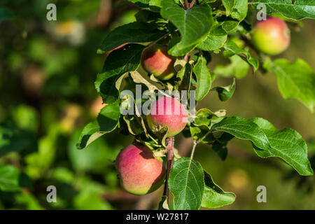 Vista frontale Apple in una boccola di impianto di Apple in un giardino estivo. Foto Stock