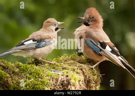 Jay bird genitore con pulcino di giovani che vogliono alimentare, chiudere su un muschio coperto log in un bosco di scena. Foto Stock