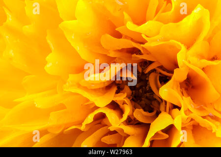 Macro di testa di fiori vicino. Di colore giallo brillante coreopsis con flusso di petali Foto Stock