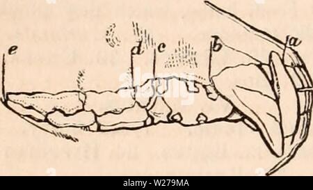 Immagine di archivio da pagina 255 della encyclopaedia - Wikizionario di anatomia e Foto Stock