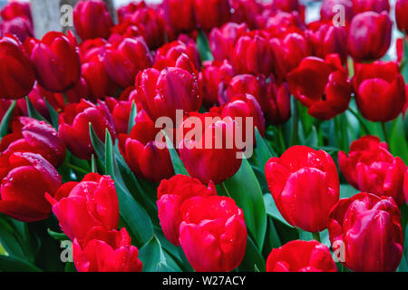 Colore rosso tulipani con gocce di pioggia sfondo, giornata di primavera dopo la pioggia a Chicago, Illinois. Strada di città decorazione, primo piano Foto Stock