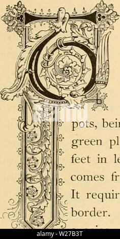 Immagine di archivio da pagina 260 di dell'enciclopedia pratica della floricoltura (1884). Dell'enciclopedia pratica di floricoltura cyclopediaofprac00girare Anno: 1884 §riwimliU. OilUa luajov. Ordine naturale: Apocyiiacccc-Dogbane famiglia. ;Ali piuttosto poco piante rampicanti sono alleati con i maestosi oleandri e si trovano principalmente nel tropicale o climi caldi. Una delle specie ha il fogliame variegato ed è un mirabile impianto per la copertura del terreno al di sotto di siepi e altro ad alta crescita degli arbusti, dando una successione di blumo durante tutta l'estate. In latitudini fresco è cresciuto in vasi, bemg propagare facilmente Foto Stock