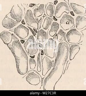 Immagine di archivio da pagina 262 della encyclopaedia - Wikizionario di anatomia e Foto Stock