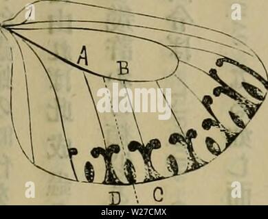 Immagine di archivio da pagina 264 di Dbutsugaku zasshi (1889) Foto Stock