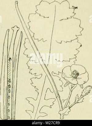 Immagine di archivio da pagina 264 di De flora van Nederland (1909-11). De flora van Nederland defloravannederl02heuk Anno: 1909-11. FAMILIE 37. PAPAVERACEAE. Â 235 7&GT; 1f' Glaucium flaTum Fig. 276. G. flavum ') Crntz. (Ã¼. lÃ¼teiiin') Scop.) Gele hoorn papa ve r (Ã¼n. 271')). Uit den penwortel komt liet eerste jaar een roset van kortjiesteelde Januwerpige-brecd Jancetvormitje, lierv()rnii'-vindeeli&GT;i;e, aan weerszijden dicht borstelig kort-behaarde, biauvvtjroene, dikke bladen, wier slippen weer ,Ã¼;el()bd-,ijetand zijn. In het tweede jaar komen er verscheid:n li}j;ij;ende di opstijtjende Foto Stock