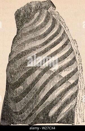 Immagine di archivio da pagina 264 della encyclopaedia - Wikizionario di anatomia e. Il encyclopaedia - Wikizionario di anatomia e fisiologia cyclopdiaofana0402todd Anno: 1849 TORACE. 1049 Fig. 682. Torace come al momento del decesso. Fig. 68-t. Foto Stock