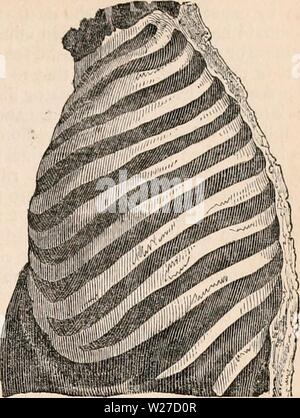 Immagine di archivio da pagina 264 della encyclopaedia - Wikizionario di anatomia e. Il encyclopaedia - Wikizionario di anatomia e fisiologia cyclopdiaofana0402todd Anno: 1849 torace come al momento del decesso. Montare} 683. Torace artificialmente gonfiato con aria. Fig. 685. Foto Stock