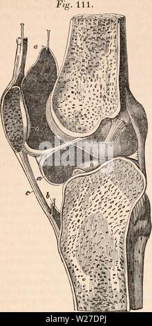 Immagine di archivio da pagina 267 della encyclopaedia - Wikizionario di anatomia e Foto Stock