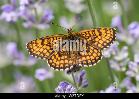 Heath fritillary (Melitaea athalia) è una farfalla della famiglia Nymphalidae. Qui il nettare di aspirazione su una lavanda in giugno, Uppland, Svezia Foto Stock