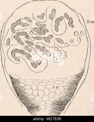 Immagine di archivio da pagina 268 della encyclopaedia - Wikizionario di anatomia e Foto Stock