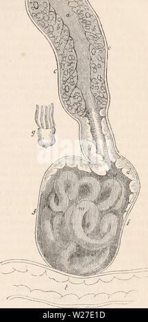 Immagine di archivio da pagina 268 della encyclopaedia - Wikizionario di anatomia e Foto Stock