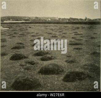 Immagine di archivio da pagina 269 della Dansk plantevaekst (1906) Foto Stock