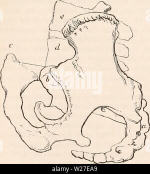 Immagine di archivio da pagina 269 della encyclopaedia - Wikizionario di anatomia e Foto Stock