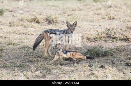 Una coppia di black-backed sciacalli (Canis mesomelas) in Oriente savana africana. Foto Stock