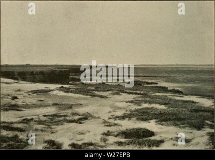 Immagine di archivio da pagina 271 di Dansk plantevaekst (1906) Foto Stock