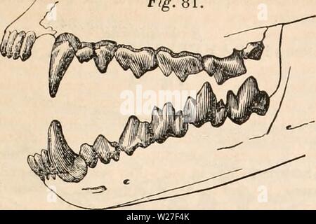 Immagine di archivio da pagina 272 della encyclopaedia - Wikizionario di anatomia e Foto Stock