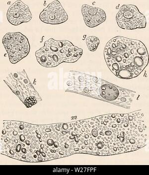 Immagine di archivio da pagina 274 della encyclopaedia - Wikizionario di anatomia e Foto Stock