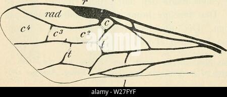 Immagine di archivio da pagina 275 del Dansk forstzoologi (1896) Foto Stock