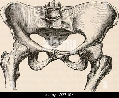 Immagine di archivio da pagina 279 della encyclopaedia - Wikizionario di anatomia e Foto Stock