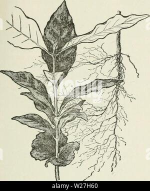 Immagine di archivio da pagina 280 di dell'Enciclopedia delle colture di fattoria Foto Stock