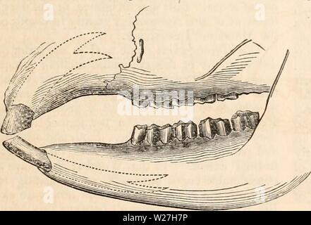 Immagine di archivio da pagina 280 della encyclopaedia - Wikizionario di anatomia e Foto Stock