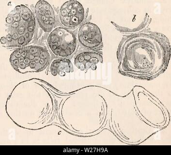 Immagine di archivio da pagina 280 della encyclopaedia - Wikizionario di anatomia e Foto Stock