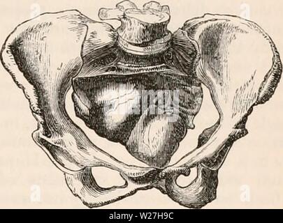 Immagine di archivio da pagina 280 della encyclopaedia - Wikizionario di anatomia e Foto Stock