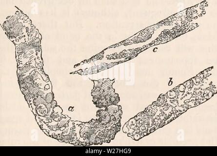 Immagine di archivio da pagina 280 della encyclopaedia - Wikizionario di anatomia e Foto Stock