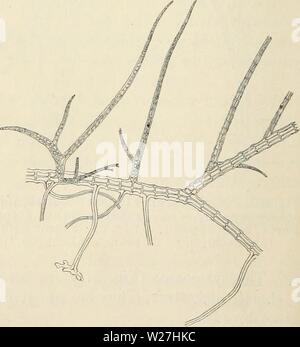 Immagine di archivio da pagina 281 di Dansk botanisk arkiv (1913-1981). Dansk botanisk arkiv danskbotaniskark03dans l'Anno: 1913-1981 trovati in società con P. jern- lacea. Riscontrato solo una volta: Store Nordsidebugt. San Tommaso : Fig.271. Polysiphoniasphaerocarpa nov. spec. Un quasi maturi cysto- carpa. (200:1). 5. Polysiphonia macrocarpa Harv. Harvey, W. H., a Mackay, Flora Hibernica, parte 3, alghe, p. 206. Bornet, E., Les Algues de P. K. A. Schousboe, p. 306, pi. Ill, fig. 5. Polysiphonia pulvinata Harv., Phy- cologia Britannica, pl. 102 B. Kützing, Tabulae Phycologicae, vol. 13, pi. 36a-e? Questo impianto è c Foto Stock