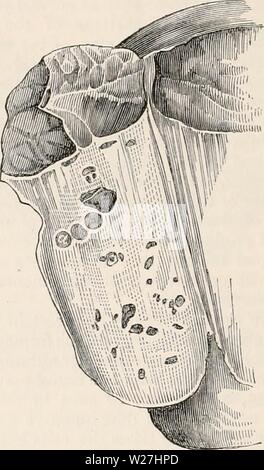 Immagine di archivio da pagina 281 della encyclopaedia - Wikizionario di anatomia e Foto Stock