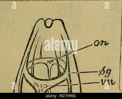 Immagine di archivio da pagina 282 di Dbutsugaku zasshi (1889) Foto Stock