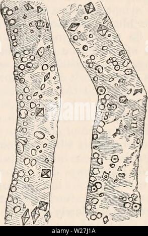 Immagine di archivio da pagina 282 della encyclopaedia - Wikizionario di anatomia e. Il encyclopaedia - Wikizionario di anatomia e fisiologia cyclopdiaofana0401todd Anno: 1847 REN. 261 aspetto trasparente dei tubi, che nel rene umano è il risultato di una malattia può essere costantemente visto in reni di alcuni degli animali più piccoli ; come ad esempio quelli di un topo o un coniglio giovane. Esaminando sezioni sottili dei reni di questi animali sarà trovato che il delicato e tubi semitrasparente, incorporato nel circostante rete fibrosa, costantemente pre- inviato in più o in meno della cisti-come l'apparenza rappresentata Foto Stock