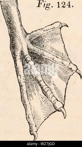 Immagine di archivio da pagina 284 della encyclopaedia - Wikizionario di anatomia e Foto Stock
