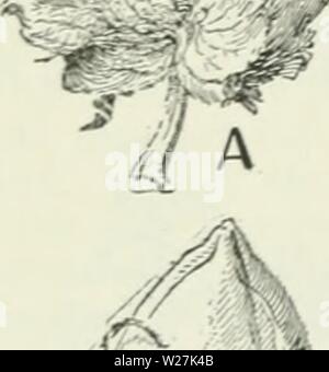 Immagine di archivio da pagina 287 di dell'Enciclopedia delle colture di fattoria . Dell'enciclopedia delle colture di fattoria : un sondaggio popolare di colture e raccolto-metodi di fabbricazione negli Stati Uniti e in Canada cyclopediaoffarm00bailuoft Anno: 1922, c1907 248 COTONE tensively negli Stati Uniti, un terzo gruppo, noto come fibre lunghe di montagna (Fig. 357). è cresciuto in notevole quantità, oltre 100.000 balle prodotte ogni anno. Le fibre lunghe di cotone di montagna varia da uno e da un quarto a uno e cinque ottavi di pollice di lunghezza di lanugine. Mentre la derivazione delle fibre lunghe di varietà montane non viene positivamente noti, è pr Foto Stock