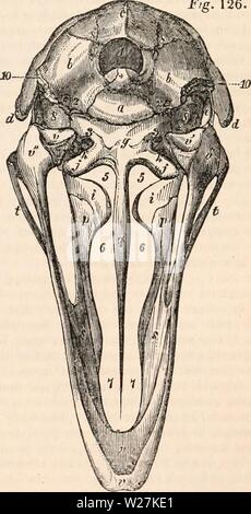 Immagine di archivio da pagina 288 della encyclopaedia - Wikizionario di anatomia e Foto Stock