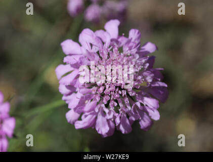 Close up Knautia arvense fiore, comunemente noto come campo scabious fioritura durante la primavera Foto Stock