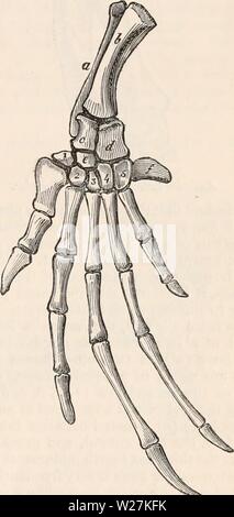 Immagine di archivio da pagina 288 della encyclopaedia - Wikizionario di anatomia e Foto Stock