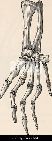 Immagine di archivio da pagina 289 della encyclopaedia - Wikizionario di anatomia e Foto Stock