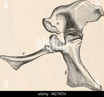Immagine di archivio da pagina 290 della encyclopaedia - Wikizionario di anatomia e Foto Stock