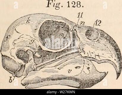 Immagine di archivio da pagina 290 della encyclopaedia - Wikizionario di anatomia e Foto Stock