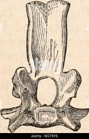 Immagine di archivio da pagina 290 della encyclopaedia - Wikizionario di anatomia e Foto Stock