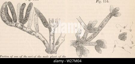 Immagine di archivio da pagina 290 della encyclopaedia - Wikizionario di anatomia e Foto Stock